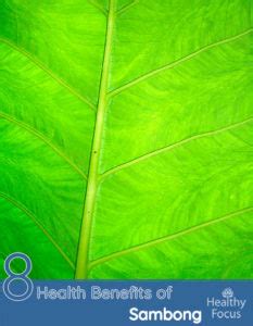 sabong nutrition|8 Health Benefits of Sambong .